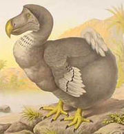 This 1651 dodo image by Jan Savery is based on a 1626 painting by Roelant Savery, made from a stuffed specimen – note that it has two left feet and that the bird is obese from captivity.